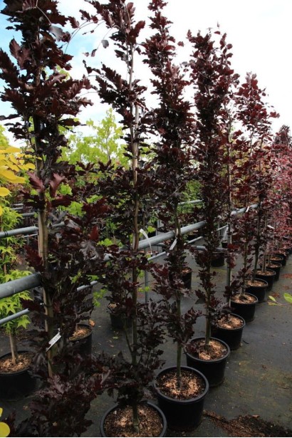 Бук колоновидний Рохан Обеліск саджанці в контейнері